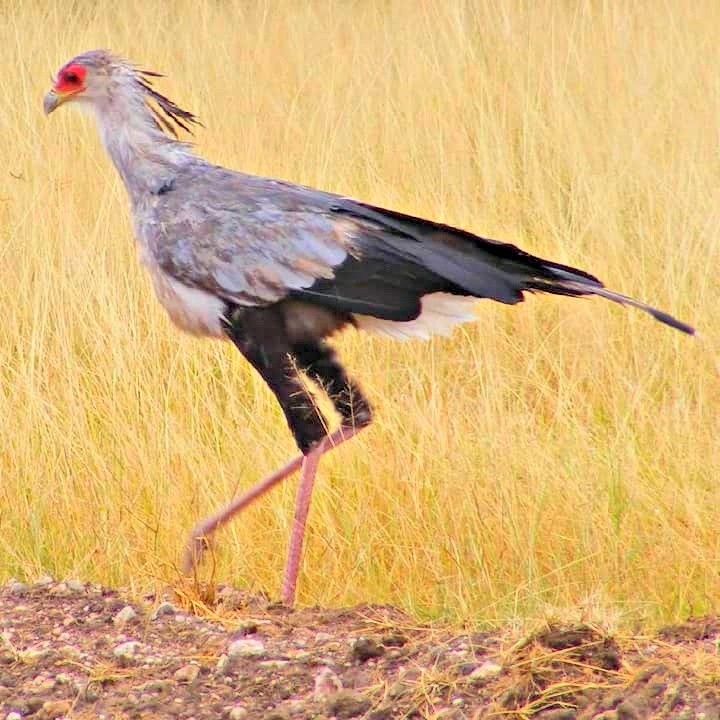 Amboseli Birds